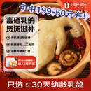 1号会员店 富硒汤鸽 530g (2只) 冷冻原粮喂养滋补炖汤烤乳鸽子肉
