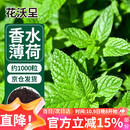 花沃里香水薄荷种子约1000粒盆栽种籽花卉种子四季花种家庭盆栽阳台庭院