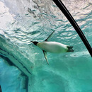 【大促】珠海长隆企鹅/马戏/横琴湾/飞船/迎海2天1晚海洋王国/飞船无限畅玩可选自助餐/长隆秀/卡卡虎 部分平日，周末 ，节假日专用补差（咨询客服拍下）