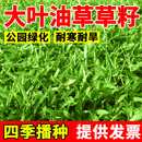 大叶油草草坪种子庭院别墅美国四季青狗牙根黑麦草草籽子耐寒护坡 大叶油草种子50斤