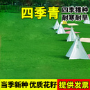 誉满园草皮真草坪带土矮生马尼拉台湾草四季常青耐寒耐旱免修剪工程绿化 草皮390平方