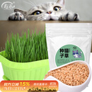 寿禾 猫草种子小麦苗土培水培猫零食草籽 潍丰猫草种子200g