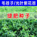 毛苕子光叶紫花苜蓿种子绿肥野豌豆箭舌豌豆果园养蜂蜜源毛苕子 绿肥苕子100斤装