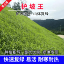 青上青进口草坪种子草籽四季常青矮生免修剪草种子绿化护坡草籽耐寒耐踏 护坡草籽1斤【固土复绿】
