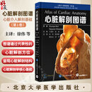 心脏解剖图谱 心脏介入解剖基础第1卷 徐伟 陈样新 樊友启 刘宇 主译 心脏人体解剖学 图谱解剖学9787565934766北京大学医学出版社
