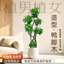 植男植女6-7头DIY造型鸭脚木真大型盆栽客厅室内绿植1.4-1.6聚宝源头直发