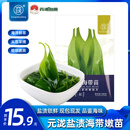 元泷 新鲜海带苗500g*2袋 福建霞浦盐渍嫩苗小苗 火锅季凉拌 源头直发