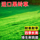 誉满园果岭草种子草籽低矮耐寒耐旱免修剪民宿露营绿化公园小区草坪种子 抗旱耐高温果岭草种子100斤