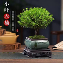 小叶赤楠植物盆栽四季常绿易养活净化空气驱蚊虫助眠MR 赤楠＋方形山水盆＋底座＋苔藓