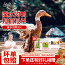 杨博士皖南整只老鸭2只 净重4斤 农家散养鸭子土鸭溪水河鸭肉源头直发