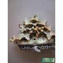 二手书八新 青田石雕 尺寸高11cm左右 约五十年代 底坐稍坏 471号 不详 1