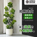 叹为观止大型植物发财树各种大颗盆栽开业乔迁客厅办公室内好养大型花卉 造型鸭脚木【1.4-1.6米】 含盆