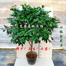 喇亚防城金花茶树苗泡茶黄遵金茶花花草室内盆栽四季阳台花卉好养 稀少凹脉原生大冠幅整盆高170公分 不含盆