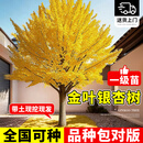 琅阙金叶银杏树苗地栽庭院别墅绿化苗行道树南北方种植6cm粗源头直发