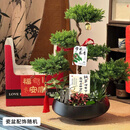 Only you【两小时达】五层塔松盆栽青松绿植中秋节松树盆景室内植物 学术长青【精致造景五层塔松盆景】 送导师推荐