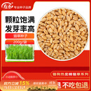 寿禾 猫草种子小麦苗土培水培猫零食草籽 潍丰猫草种子200g