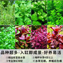 七叶岛水草鱼缸造景水草植物直接入缸水培植物蜈蚣草水溶懒人造景整套 【精品级】随机1杯水草（送净水环）