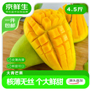 京鲜生杨枝甘露大青芒 巨无霸果4.5斤装 单果500g起 生鲜水果源头直发