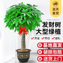 静黛轩发财树盆栽大型绿植办公室乔迁开业 独杆1.2-1.4m福字盆源头直发