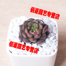 花卉套餐室内多肉植物组合盆栽含盆土肉肉办公室阳台绿色玉露创意 红宝石