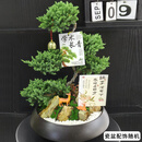 Only you【两小时达】五层塔松盆栽青松绿植中秋节松树盆景室内植物 学术长青【精致造景五层塔松盆景】 送导师推荐