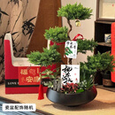 Only you【两小时达】五层塔松盆栽青松绿植松树盆景室内植物开业生日乔迁 学术长青【精致造景五层塔松盆景】 送导师推荐