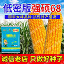 一斗田国审正品强硕68玉米种子抗病抗旱抗倒高产大棒苞谷种子厂家直发 套餐五【5袋】精播种