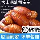 印禾年柞蚕蛹鲜活发货东北特产 新鲜茧蛹特级大黄蚕蛹黑蝉蛹活A级蚕蛹 25年新蛹 500g A级大黄蛹（约45只左右）
