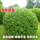 晨际海桐苗 海桐树苗 海桐球庭院园林绿篱笆植物围墙四季常青气味芳香 海桐球【冠幅1.5米带土球发货】