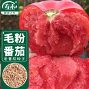 寿禾 毛粉沙瓤番茄种子种苗西红柿冬春菜籽 潍育粉冠大番茄种子100粒