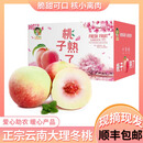山姆欧云南大理冬桃脆甜蜜桃新鲜孕妇水果胭脂桃子雪桃顺丰发货鲜果礼盒 9斤特大果【单果:180-250克/个】