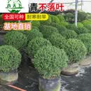 语墨龟甲冬青树苗龟甲冬青球小叶冬青球四季常青庭院绿化苗景观造型苗 龟甲冬青精修圆球70公分左右冠幅 其他