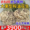 海花一号正宗高产大果型花生种子一代原种薄皮早熟抗病抗倒农科院 培育升级：育种级-带壳海花1号 提纯种 农科院培育 精工筛选【 二十五斤】高出油