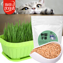 寿禾 猫草种子小麦苗土培水培猫零食草籽 潍丰猫草种子200g