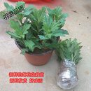 食用菊花苗可泡茶金丝皇菊黄山贡菊杭白菊苗四季开花庭院阳台盆栽 8个品种每样10颗优惠价正品