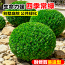 乐途别墅庭院户外球形花卉绿化苗四季常青黄杨球1米冠幅 源头直发