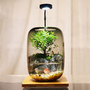 七叶岛微景观苔藓生态瓶养鱼造景diy办公室内桌面创意摆件盆栽生日礼物 【小猫赤楠款-烟灰色】不带循环水，带定时实木底座灯