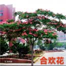 憶芗合欢树合欢树苗庭院合欢树苗绒花树苗南北方种植当年开花耐寒 根茎12厘米粗
