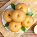 颜曼箐秋月梨 山东莱阳羊脂秋月梨新鲜孕妇水果丰水冰糖梨 5斤装甄选果 约7-12枚 净4.5斤