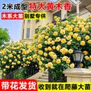 憶芗重瓣黄木香爬藤老桩特大苗爬墙花卉植物庭院阳台红白木香树苗盆栽 [母系大老桩]重瓣黄木香2.5米高大苗