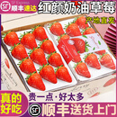 粤迎红颜奶油草莓【JD顺丰多地次日达】草莓香甜大凉山现摘新鲜年货 3斤A+级精选果【香甜多汁】净2.5斤