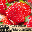 京地达丹东99草莓大草莓单果35g+净重2.8斤红颜草莓水果源头直发包邮