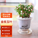 墨一金枝玉叶绿植盆栽花卉办公室桌面室内开花植物 金枝玉叶早安盆