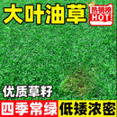 大叶油草种子庭院别墅美国四季青狗牙根黑麦草草籽子耐寒草坪种子 大叶油草种子50斤