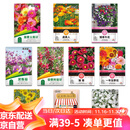 花沃里10款花种子套餐 花卉种子组合太阳花凤仙花向日葵四季种野花种籽