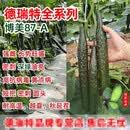 ONESAID德瑞特博美87黄瓜种子越夏秋延耐高温高产抗病深绿油亮型短把病毒 博美87号1000粒分装正品【越夏秋延】