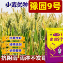 豫园九号小麦种子抗倒伏高产抗病矮杆大穗豫园9号原装正品 豫园9号【25斤装】一袋