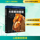 心脏解剖图谱