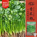 寿禾 香菜种子苗小叶四季盆栽菜种籽 潍丰小叶香菜籽种子15g约2900粒