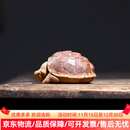 LILICY2025新款宜兴精品龙龟紫砂茶宠摆件可养手工茶台盖置盖托茶玩茶具 请注意选择好-规格/颜色